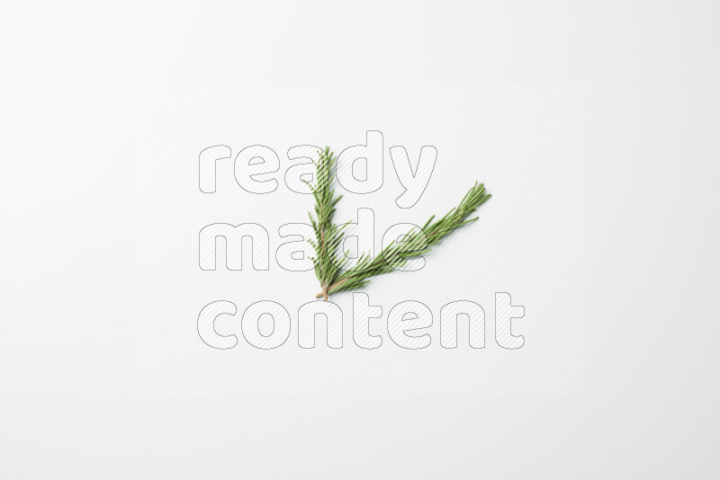 Two fresh rosemary sprigs on white background