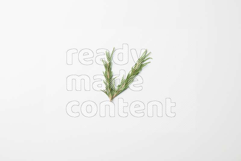 Two fresh rosemary sprigs on white background
