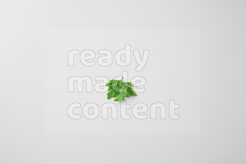 Scattered fresh parsley leaves on white background
