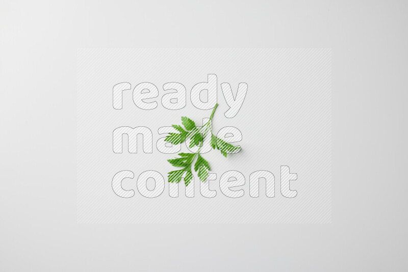 Short fresh parsley sprigs with vibrant green leaves on white background