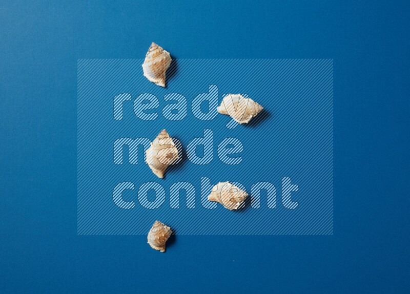top view shot of seashells arrangement on blue background
