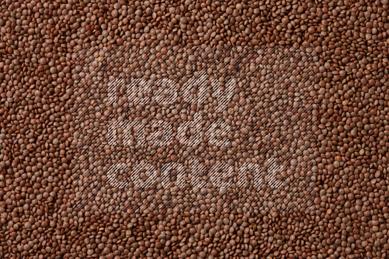 Brown lentils on white background