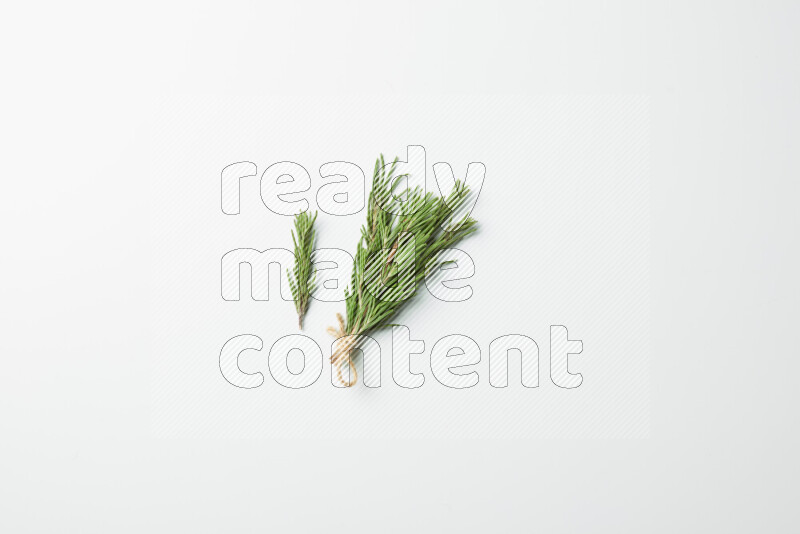 Multi fresh rosemary sprigs on white background