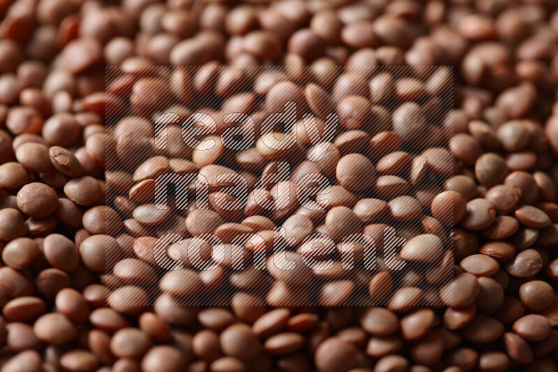 Brown lentils on white background