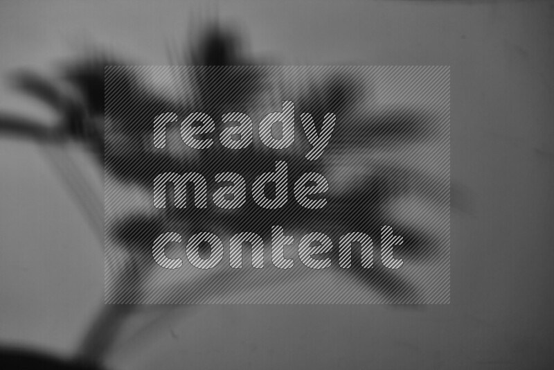 A delicate gobo light projects the silhouette of plant leaves onto a smooth surface