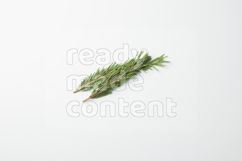 Two fresh rosemary sprigs on white background