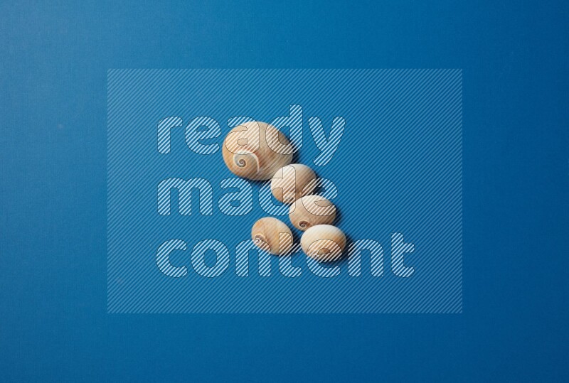 top view shot of seashells arrangement on blue background