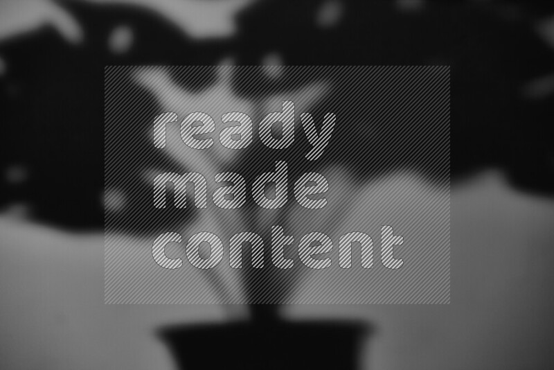 A delicate gobo light projects the silhouette of plant leaves onto a smooth surface