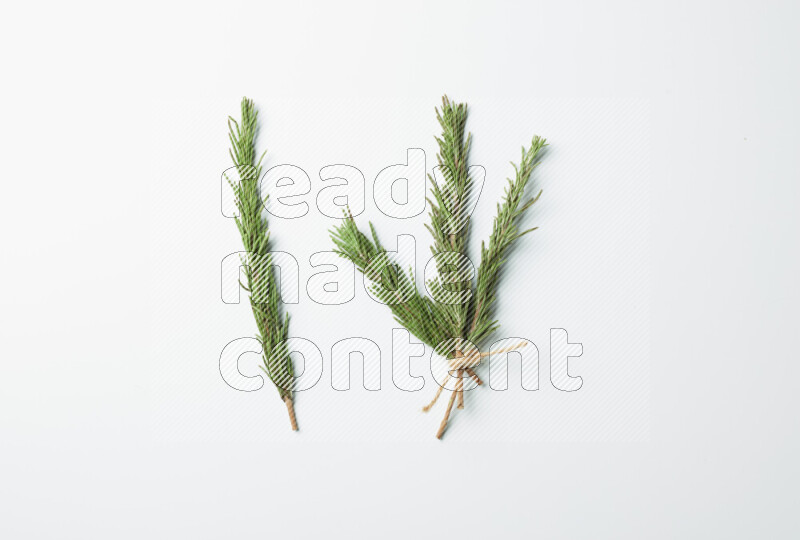 Multi fresh rosemary sprigs on white background