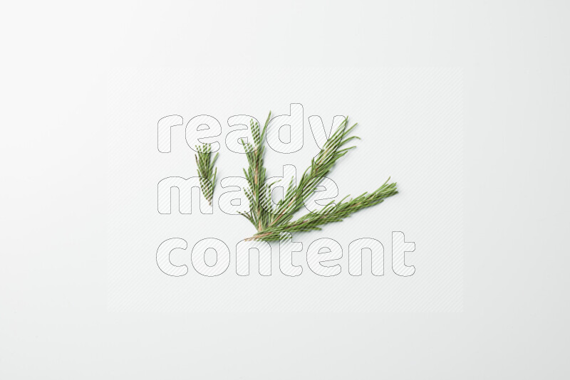 Multi fresh rosemary sprigs on white background
