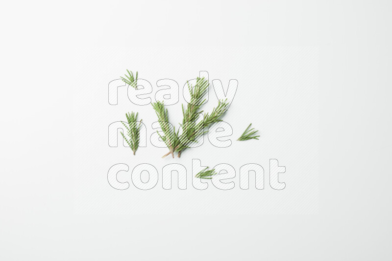 Multi fresh rosemary sprigs on white background