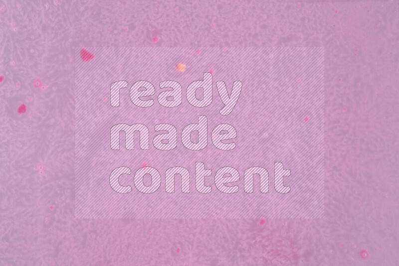 تلتقط الصورة تناثرا للطلاء الوردي علي خلفية بيضاء