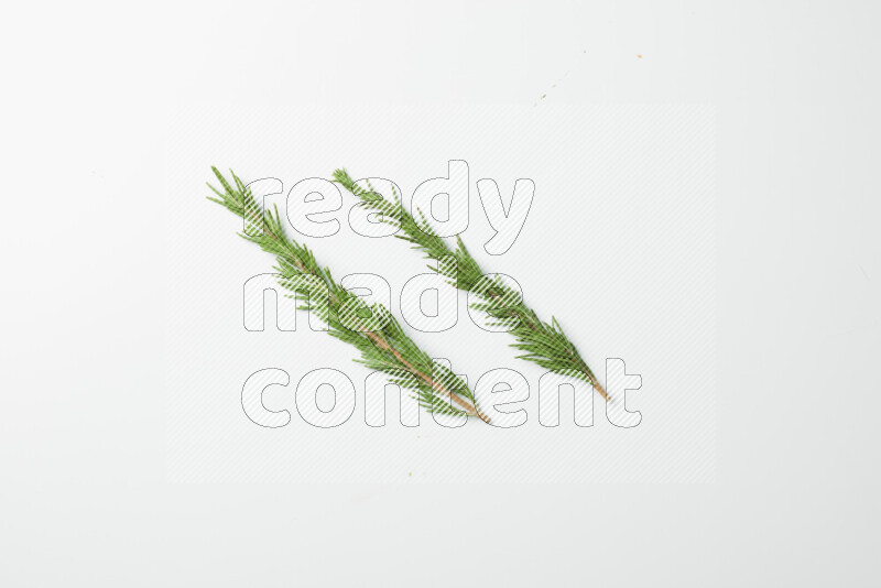 Two fresh rosemary sprigs on white background