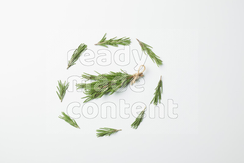 Multi fresh rosemary sprigs on white background