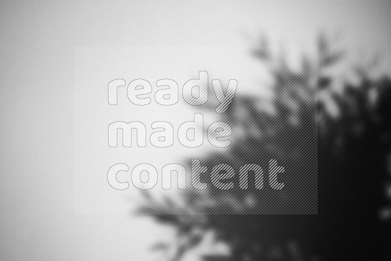 A delicate gobo light projects the silhouette of plant leaves onto a smooth surface