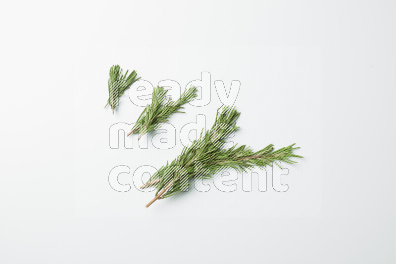 Multi fresh rosemary sprigs on white background