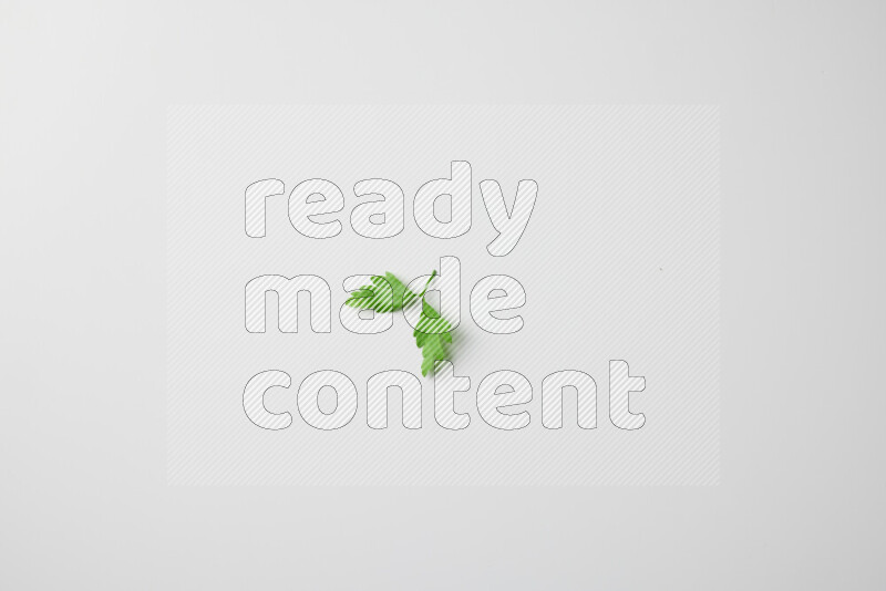 Scattered fresh parsley leaves on white background