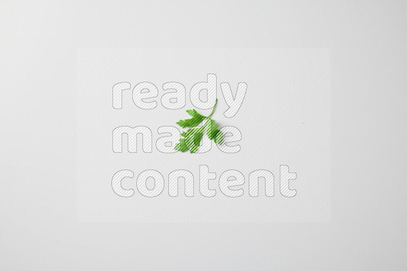 Scattered fresh parsley leaves on white background