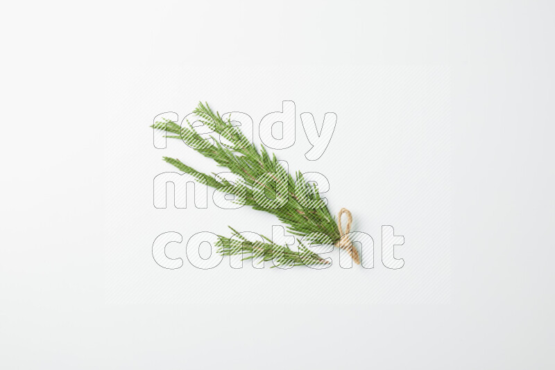 Multi fresh rosemary sprigs on white background