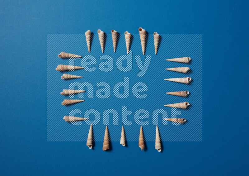 top view shot of seashells arrangement on blue background