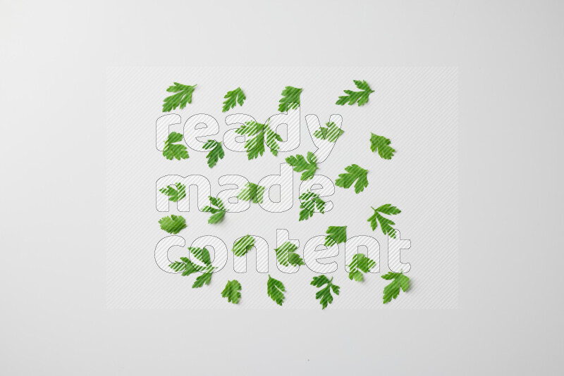 Scattered fresh parsley leaves on white background