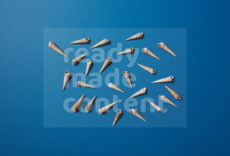 top view shot of seashells arrangement on blue background