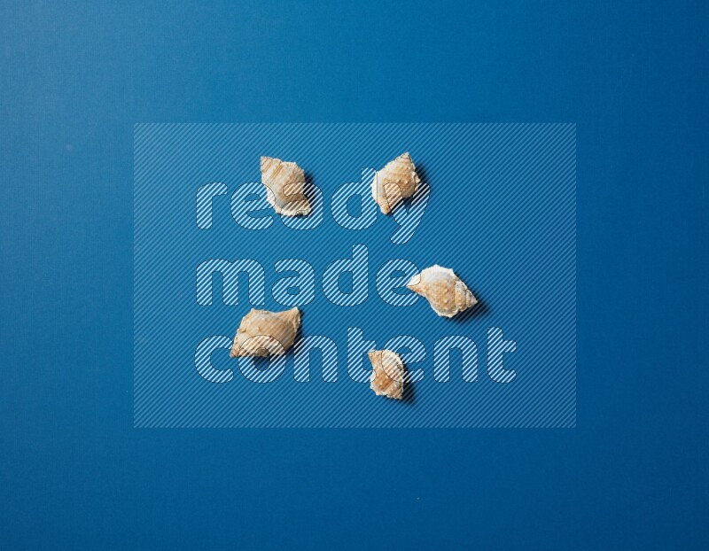 top view shot of seashells arrangement on blue background