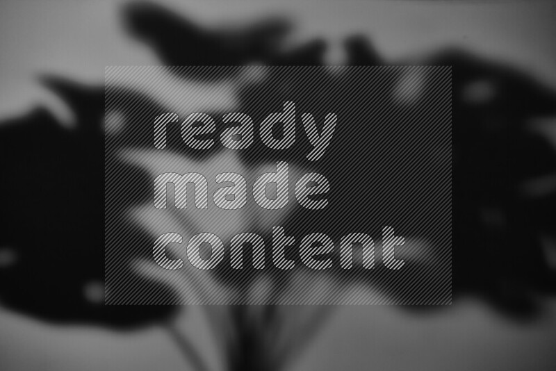 A delicate gobo light projects the silhouette of plant leaves onto a smooth surface